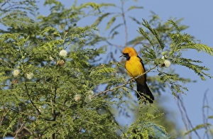 Central America Prints: Hooded Oriole (Icterus cucullatus) adult male