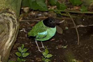 Hooded Prints: The Hooded Pitta, Pitta sordida