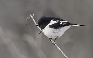 Gorge Prints: Hooded Robin (Melanodryas cucullata) adult male