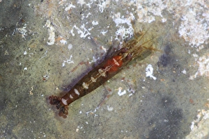 Crustaceans Prints: Hooded Shrimp (Athanas nitescens) adult