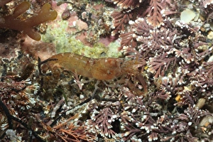 Under Water Prints: Hooded Shrimp (Athanas nitescens) adult, in pool, Kimmeridge, Dorset, England, march