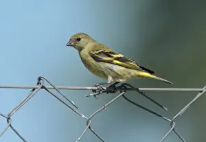 Siskins Prints: Hooded Siskin (Carduelis magellanica) adult female / juvenile