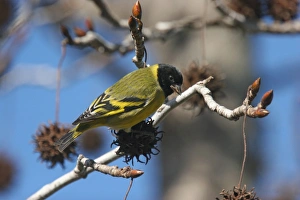 S Eed Prints: Hooded Siskin (Carduelis magellanica) adult male
