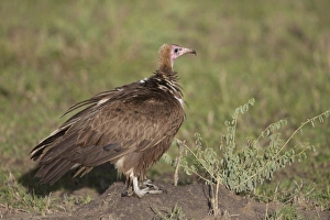Serengeti Prints: Hooded Vulture (Necrosyrtes monachus) adult
