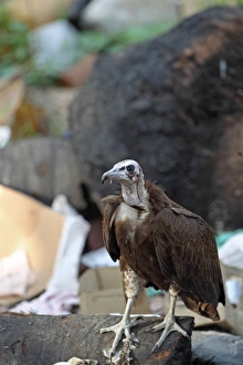 Hooded Vulture (Necrosyrtes monachus) immature, scavenging at rubbish dump, Gambia, january