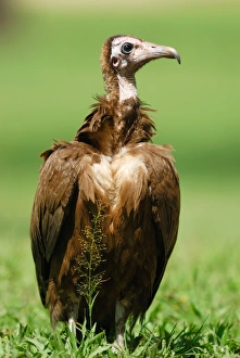 Hooded Vulture (Necrosyrtes monachus) immature, standing on ground, Gambia, april