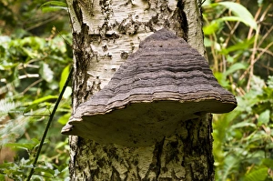 Polypore Prints: Hoof Fungus (Fomes fomentarius) fruiting body