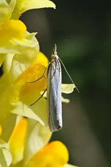 Chilterns Prints: Hook-streaked Grass-veneer (Crambus lathoniellus) adult