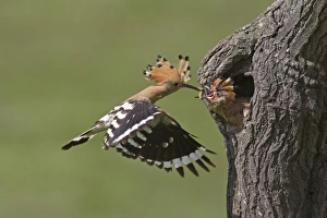 Begging Prints: Hoopoe (Upupa epops) adult, in flight, feeding chick at nesthole entrance, Bulgaria, may