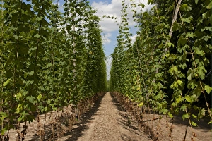 Agriculture Prints: Hops (Humulus lupulus) crop, growing up supports, near Faversham, Kent, England, july