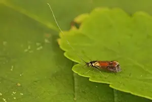 Longhorn Prints: Horehound Longhorn Moth (Nemophora fasciella) adult