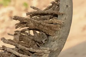 Larva Prints: Horn Moth (Ceratophaga vastella) larval faecal towers erupting out of horn