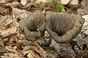 Hampshire Prints: Horn of Plenty (Craterellus cornucopioides) fruiting bodies