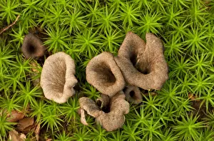 Horn of Plenty (Craterellus cornucopioides) fruiting bodies, growing amongst moss in woodland, New Forest, Hampshire