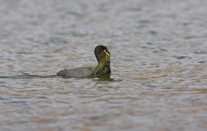 Gather Prints: Horned Coot (Fulica cornuta) adult