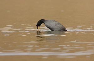 Dive Prints: Horned Coot (Fulica cornuta) adult, diving, Lagunilla, Jujuy, Argentina, july