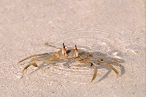 Horned Ghost Crab (Ocypode ceratophthalmus) adult, with eyes protruding from shallow water on sandy beach, Maldives