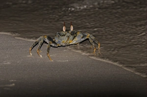 Horned Ghost Crab (Ocypode ceratophthalmus) adult, standing in tideline on sandy beach at night, Maldives, march