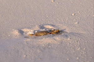 Horned Ghost Crab (Ocypode ceratophthalmus) adult, burrowing into sand on sandy beach, Maldives, march