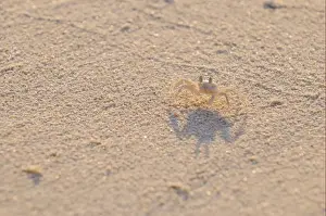Horned Ghost Crab (Ocypode ceratophthalmus) juvenile, standing on sandy beach, Maldives, march