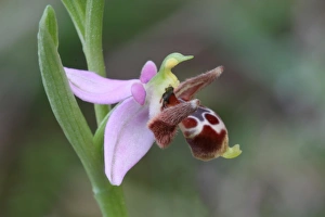 Peloponnese Prints: Horned Orchid (Ophrys cornuta) close-up of flower, Peloponesos, Southern Greece, april