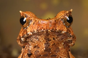 Horned Toad (Xenophrys sp. ) adult, close-up of head, Malaysia
