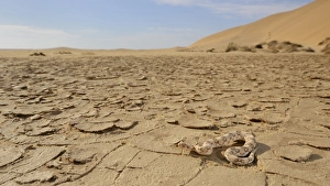 Desert Prints: Horned Viper (Bitis caudalis) adult