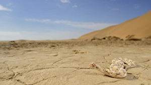 Horned Viper (Bitis caudalis) adult, on dry pan in desert habitat, Namib Desert, Namibia, February