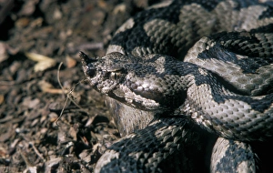 Viper Prints: Horned Viper male