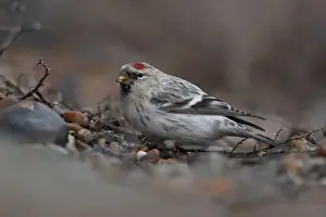 Finch Prints: Hornemanns Arctic Redpoll (Carduelis hornemanni hornemanni) immature