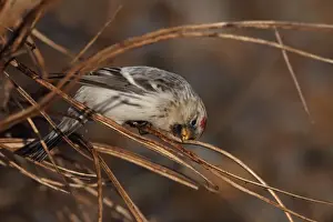 Hornemanns Arctic Redpoll (Carduelis hornemanni hornemanni) immature, first winter plumage, feeding on beach