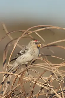 Hornemanns Arctic Redpoll (Carduelis hornemanni hornemanni) immature, first winter plumage