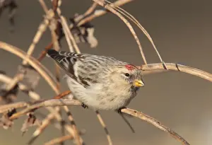 Hornemanns Arctic Redpoll (Carduelis hornemanni hornemanni) immature, first winter plumage