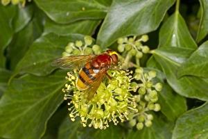Banded Prints: Hornet Mimic Hoverfly (Volucella zonaria) adult