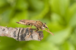 Robber Fly Prints: Hornet Robberfly (Asilus crabroniformis) adult