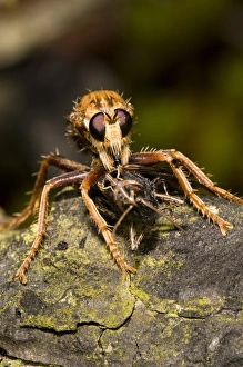 Hornet Robberfly (Asilus crabroniformis) adult, feeding on Common Field Grasshopper (Chorthippus brunneus) prey