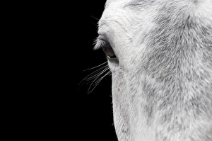 Horse Prints: Horse, adult, close-up of head, eyelashes and eye