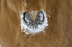 Horse Prints: Horse, adult, close-up of snow covered nose, Sweden, winter