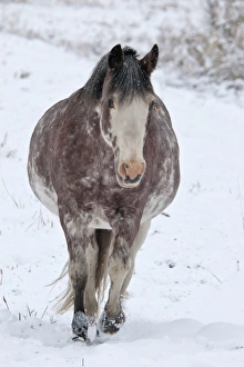 Horse Prints: Horse, adult, walking in snow, Yukon, Canada, september