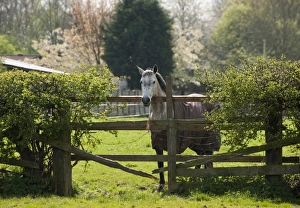 Dangerous Prints: Horse, adult, wearing turnout rug
