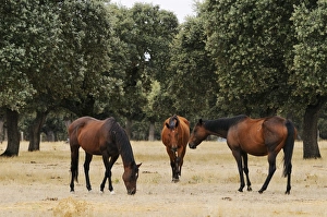 Salamanca Prints: Horse, three adults, breed used in bullfighting