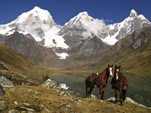Equids Prints: Horse, two adults, wearing saddles and hobbled