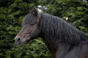 Horse Prints: Horse, Andalusian (Pure Spanish Horse or Pura Raza Espanola) adult