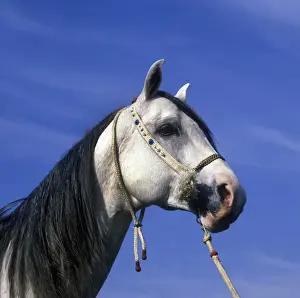 Horse Prints: Horse - Arab Close-up of grey stallions head / halter