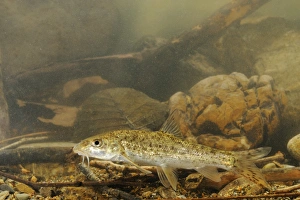 Cyprinid Prints: Horse Barbel (Barbus tyberinus) adult, swimming, Italy, august