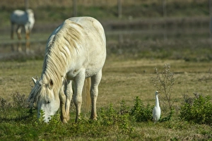 Egrets Prints: Horse, Camargue type, adult, grazing