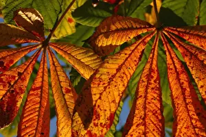 Color Prints: Horse Chestnut (Aesculus hippocastanum) close-up of leaves