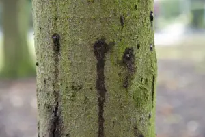 Horse Chestnut (Aesculus hippocastanum) close-up of ten-year old trunk, with Phytophthora bleeding canker, Hanbury