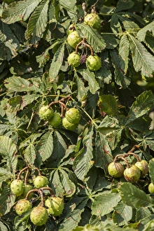 Nuts Prints: Horse Chestnut leaf and fruit