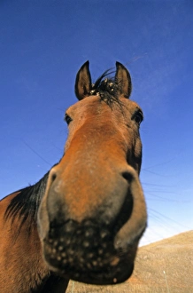 Funny Prints: Horse, close-up of head, U. S. A